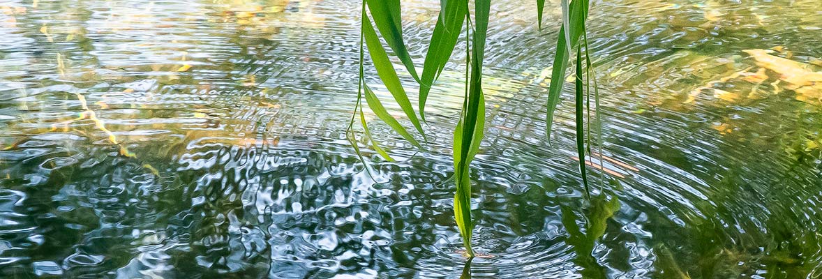 heading photo of History page